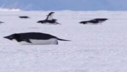 Video of penguins engaging in a unique ‘morning rush’ goes viral