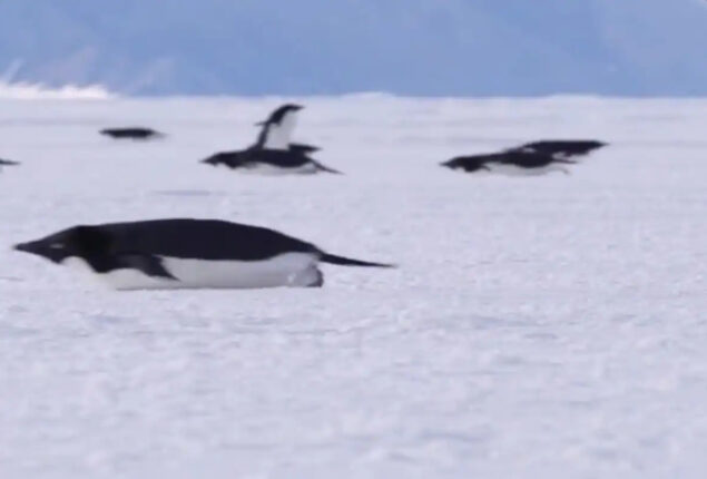 Video of penguins engaging in a unique ‘morning rush’ goes viral