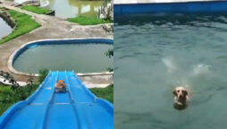 Viral Video: Dog sliding into pool is hilarious