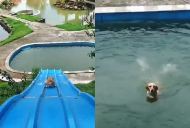 Viral Video: Dog sliding into pool is hilarious