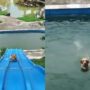 Viral Video: Dog sliding into pool is hilarious