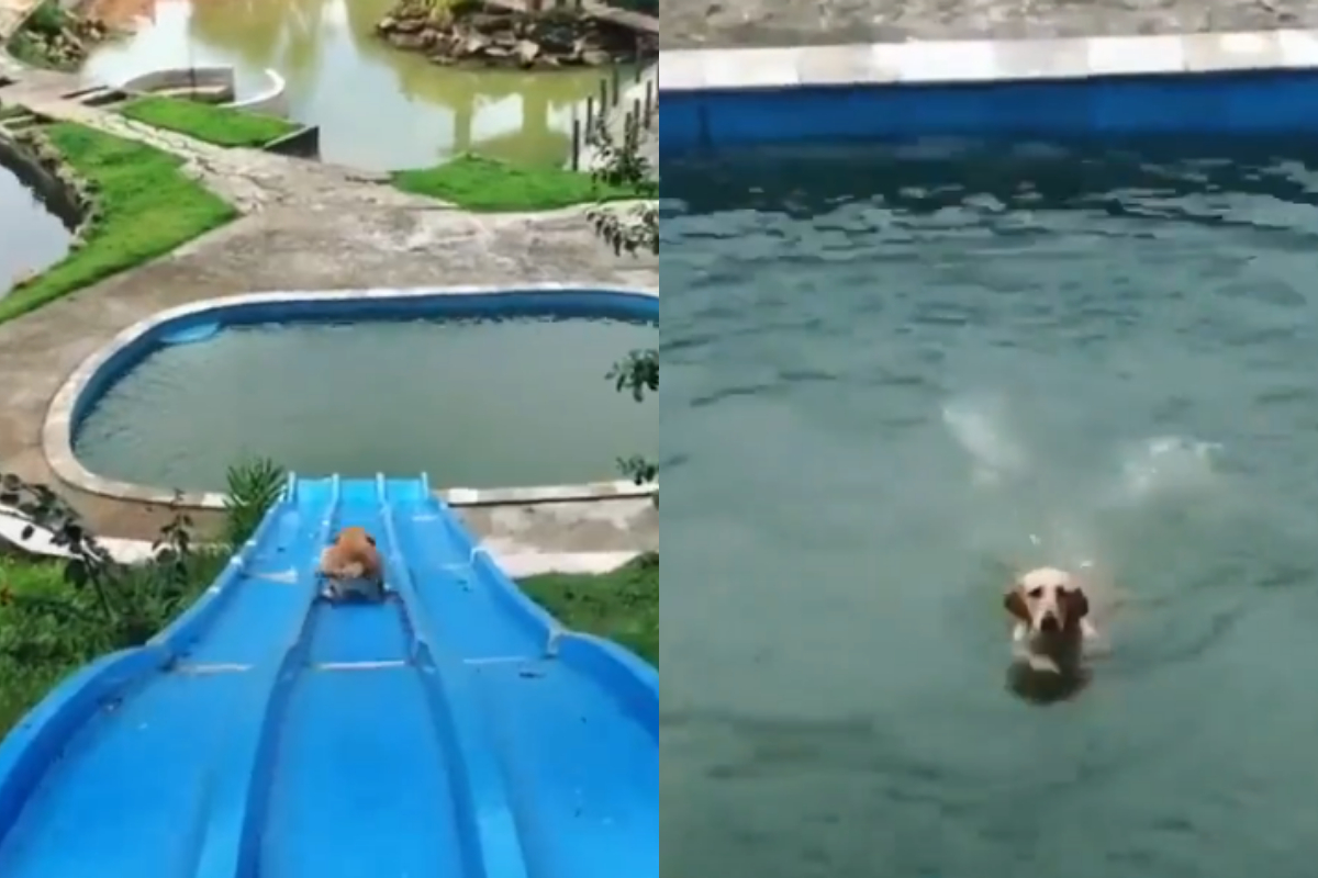 dog sliding