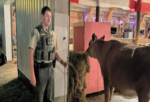 Deputy works overnight to find escaped cow at Iowa fairground