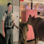 Deputy works overnight to find escaped cow at Iowa fairground