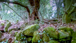 Northern Ireland Londonderry is rediscovered by drought