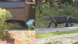 Photos depict 7-foot alligator sighted outside a Georgia daycare centre
