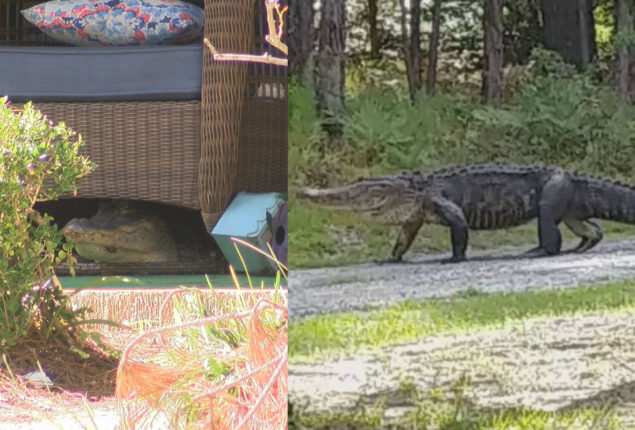 Photos depict 7-foot alligator sighted outside a Georgia daycare centre