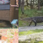 Photos depict 7-foot alligator sighted outside a Georgia daycare centre