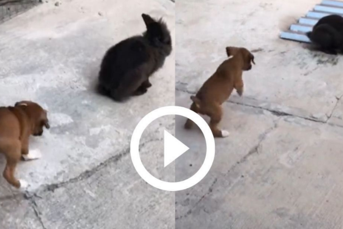 rabbit