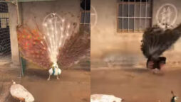 Viral: Two peacocks open feathers together, mesmerising netizens