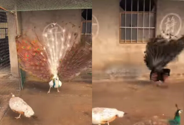 peacocks