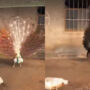 Viral: Two peacocks open feathers together, mesmerising netizens