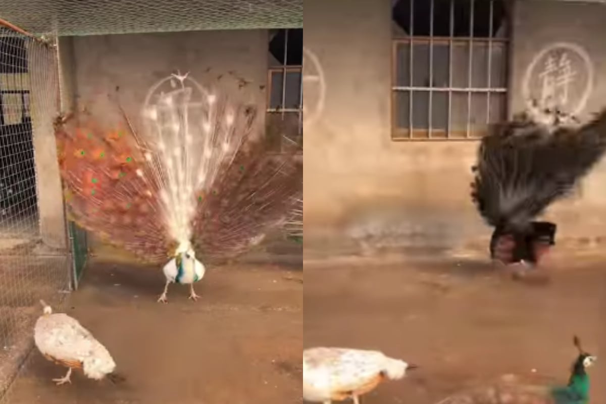 peacocks