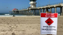 Huntington Beach Coastline Saw a Shark