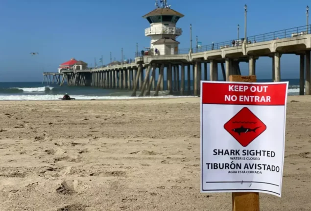 Huntington Beach Coastline Saw a Shark