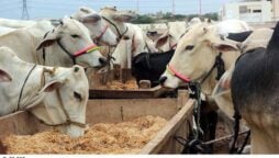 Ijtamai qurbani hissa rate for Eidul Adha 2024 in Karachi, Lahore
