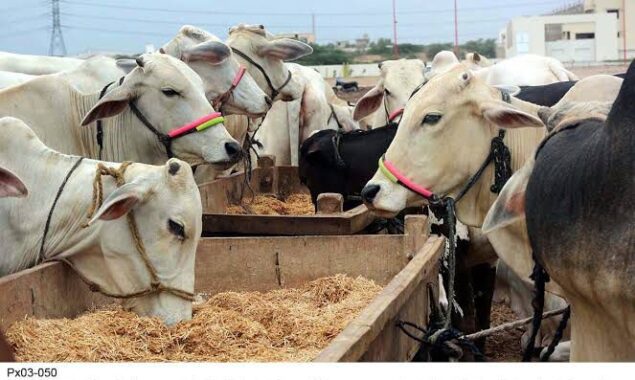 Ijtamai qurbani hissa rate for Eidul Adha 2024 in Karachi, Lahore