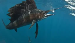 73-year-old woman stabbed by a 100-pound sailfish