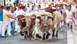 San Fermin bull-running celebration returns with a bang after 2 year hiatus