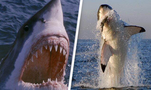 Shark attack kills two women in Egypt’s Red Sea: ministry