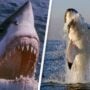Shark attack kills two women in Egypt’s Red Sea: ministry