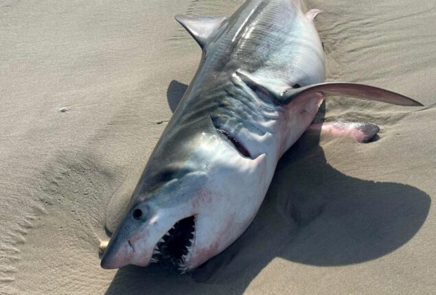 Teen surfer from New York is bit by a shark off a beach on Long Island
