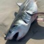 Teen surfer from New York is bit by a shark off a beach on Long Island