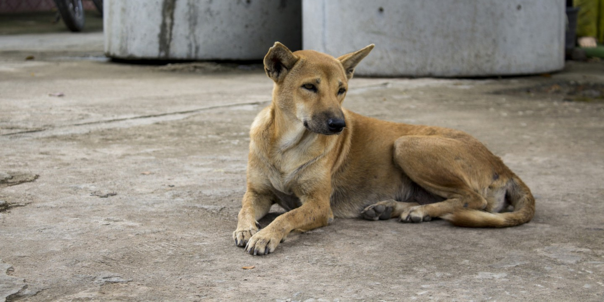 Live testing of animals in veterinary colleges has been banned.