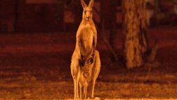 ‘Shocking’ report lists devastation to Australia wildlife