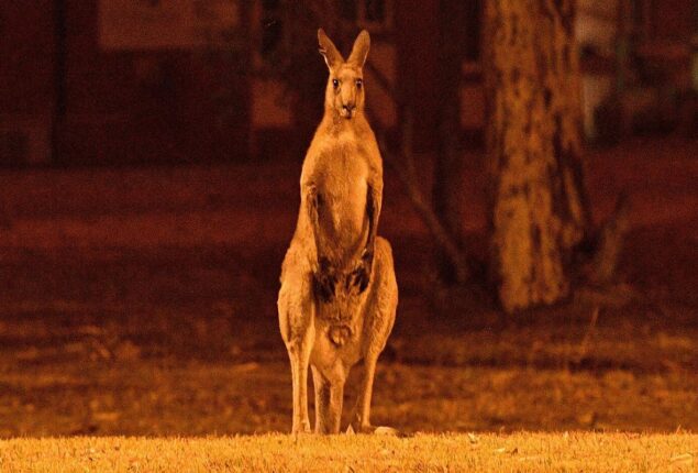 ‘Shocking’ report lists devastation to Australia wildlife