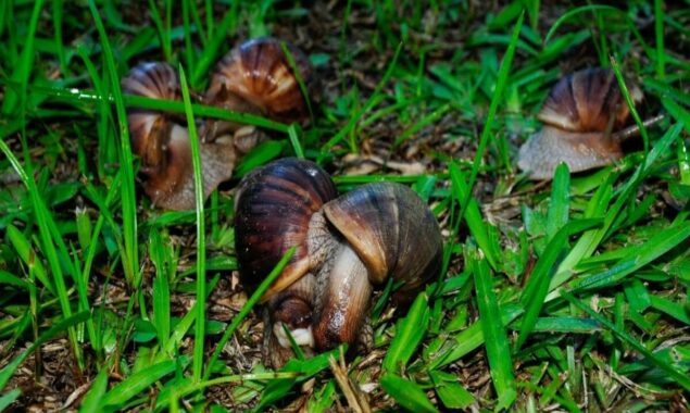 US town placed under quarantine by massive African snails