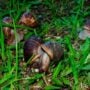 US town placed under quarantine by massive African snails
