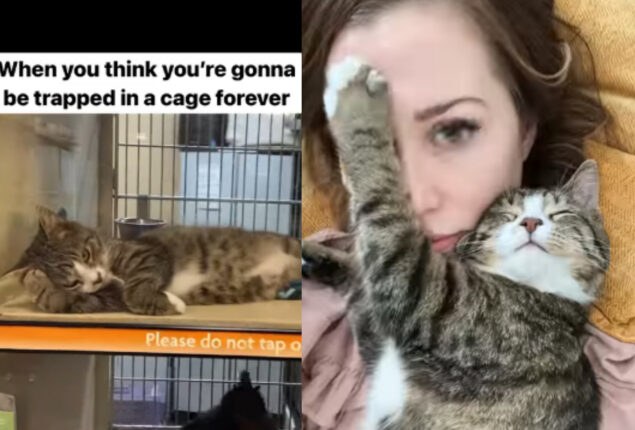 Watch: Adorable cat hugged her new owner with paws