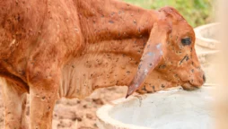 PESHAWAR: 67 animals died from lumpy skin disease in 24-hours