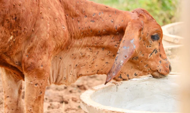 PESHAWAR: 67 animals died from lumpy skin disease in 24-hours