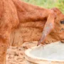 PESHAWAR: 67 animals died from lumpy skin disease in 24-hours