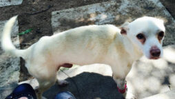 10 pups at the St. Peters animal shelter perish due to flooding