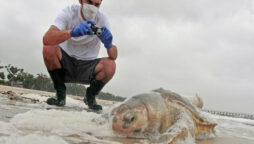 Beach side in Mississippi founds sea turtle nest since 2018