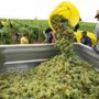 Due to a severe drought, France’s wine regions have their earliest harvest ever