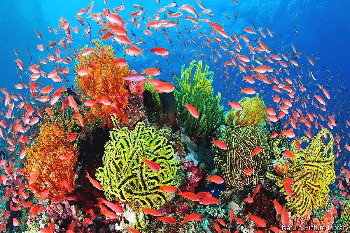 coral