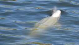 France will give vitamin boost to stuck beluga whale in River Seine
