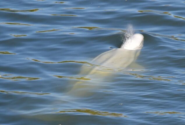 France will give vitamin boost to stuck beluga whale in River Seine