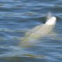 France will give vitamin boost to stuck beluga whale in River Seine