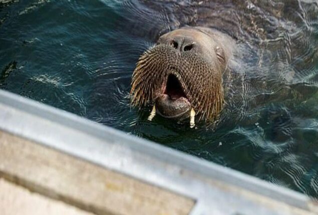 Officials in Norway killed Freya the Walrus due to concerns about public safety