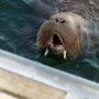 Officials in Norway killed Freya the Walrus due to concerns about public safety