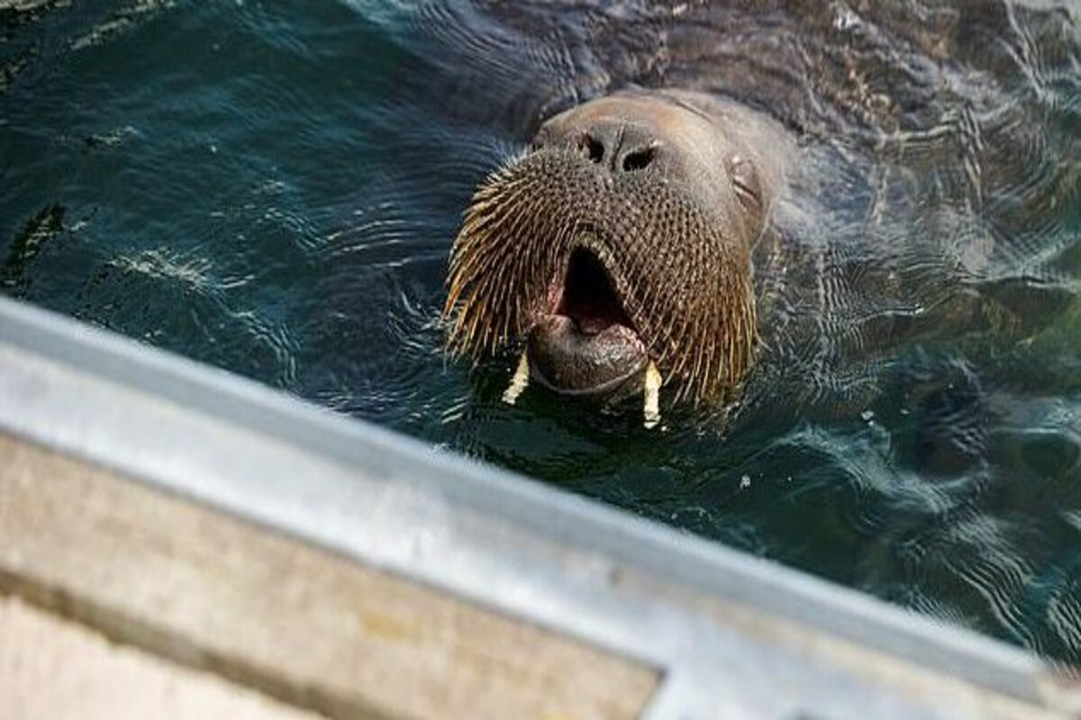 Walrus