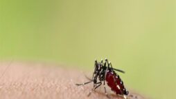 Dengue on rise again in Karachi amid monsoon