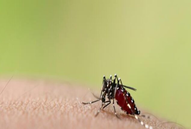 Dengue on rise again in Karachi amid monsoon
