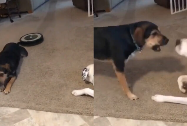 Watch: Sleeping dog barks at other dog after vacuum cleaner hits his tail