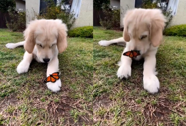 Adorable Video: Puppy playing with butterfly